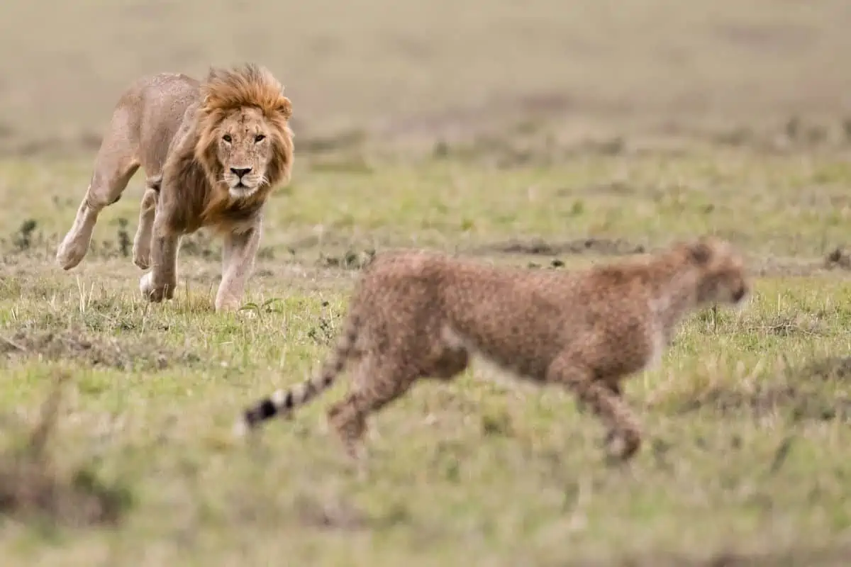 do lions eat cheetahs