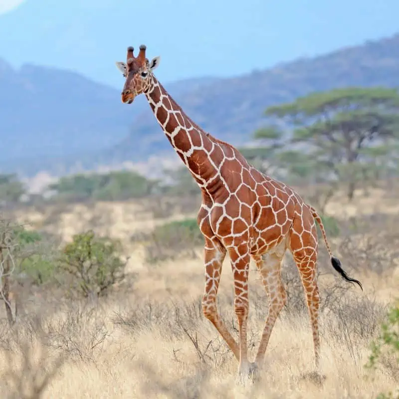 endangered reticulated giraffe