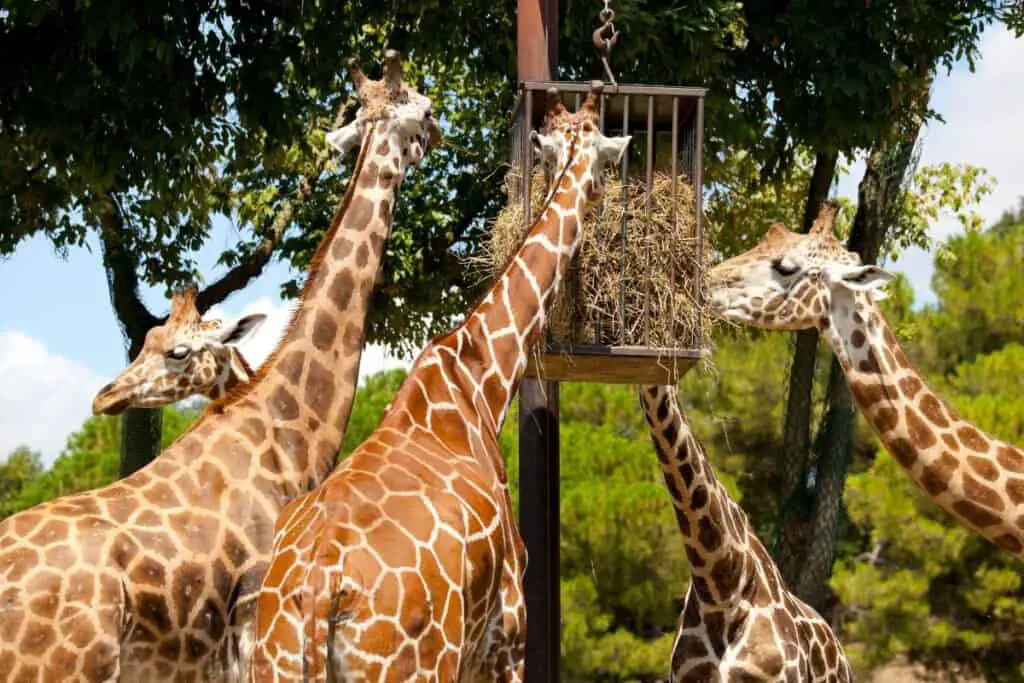 five giraffes eating in captivity