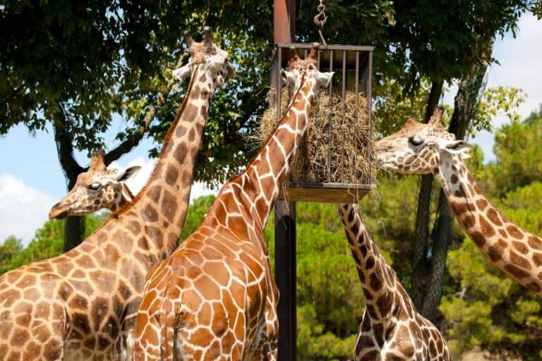 What Do Giraffes Eat: The Diet Of Giraffes