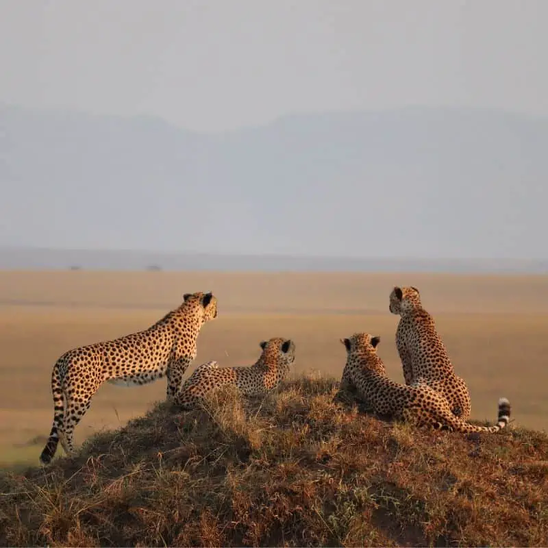 four cheetahs sitting on a hill in the masai mara