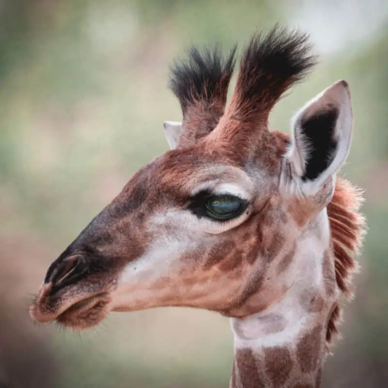 giraffe calf upclose