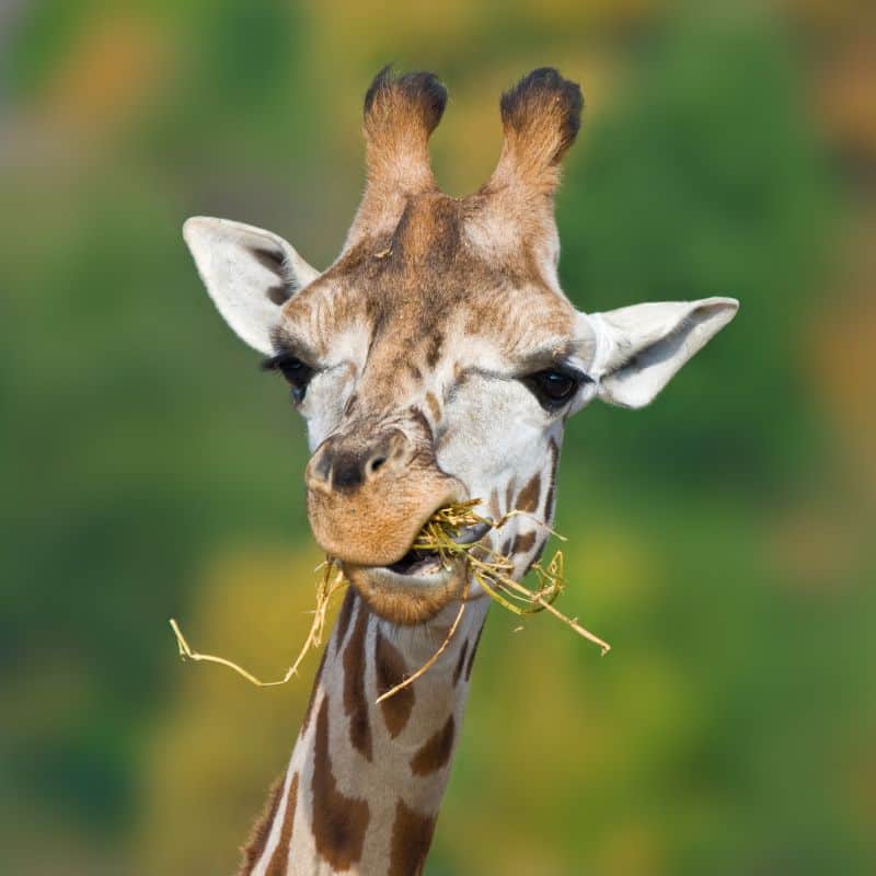 giraffe eating