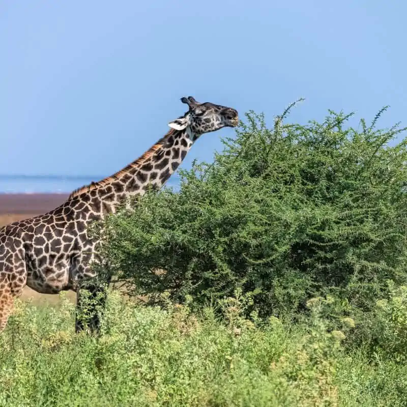 giraffe eating acacia