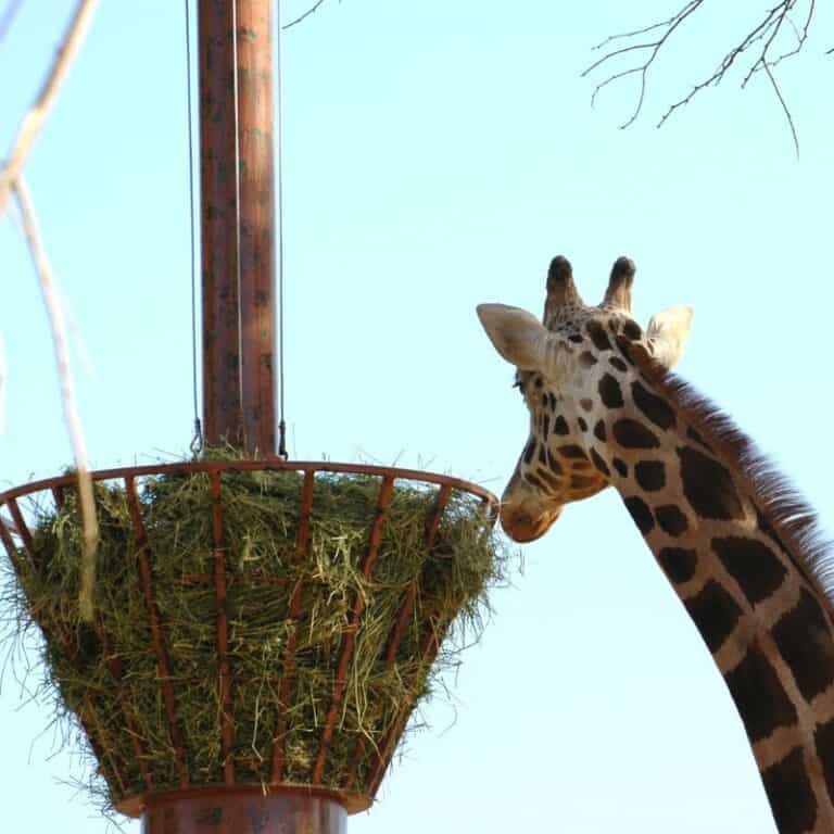 What Do Giraffes Eat: The Diet Of Giraffes