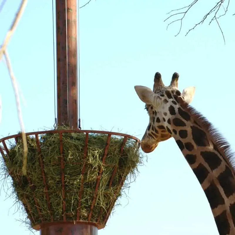 giraffe eating hay in captivity