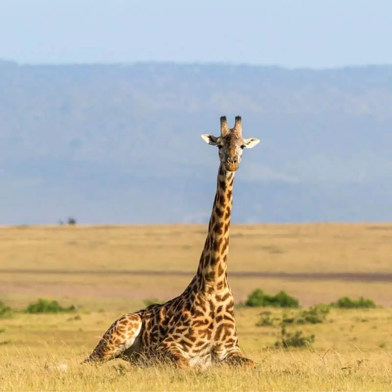 giraffe lying down on the savannah