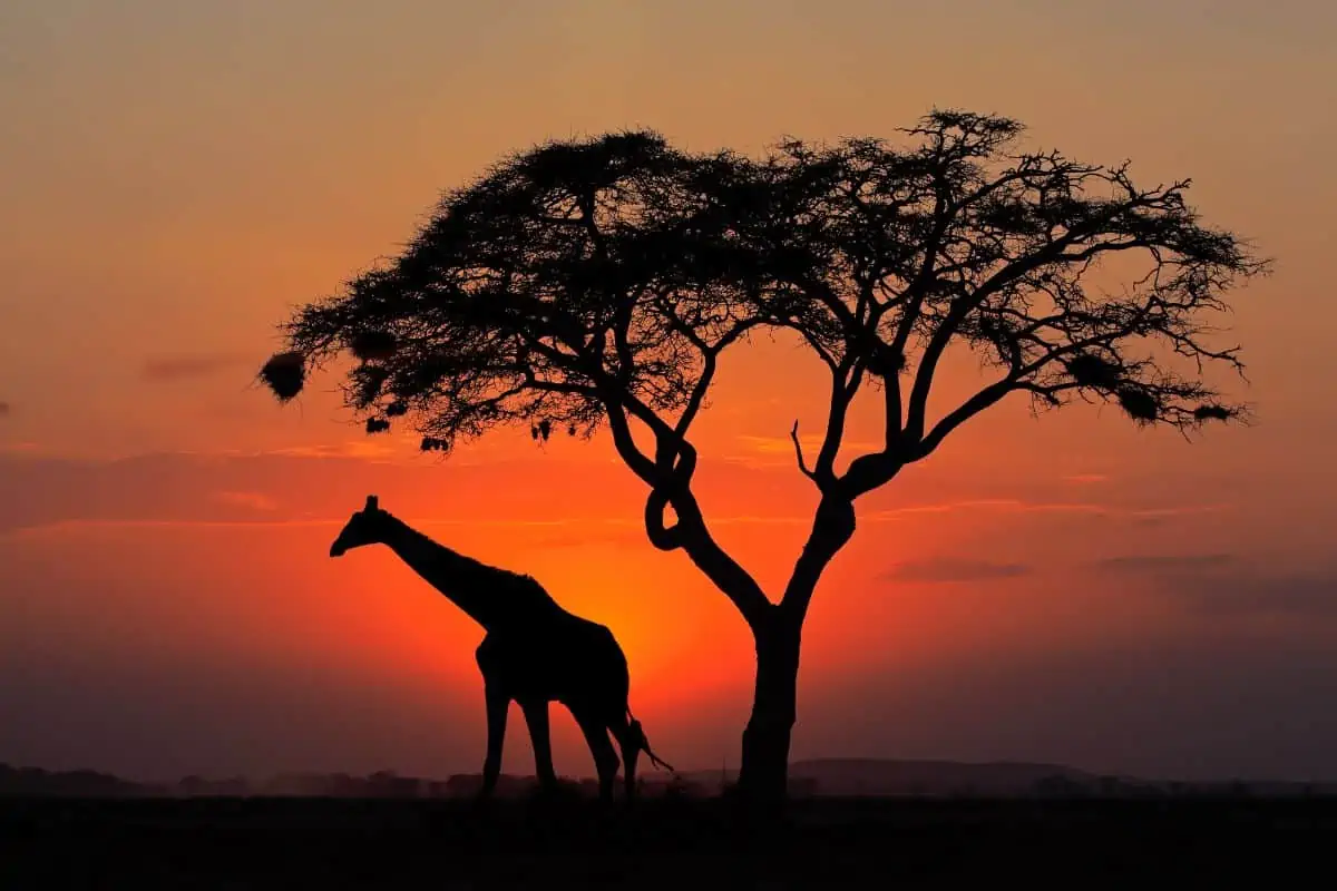 giraffe on the savannah at night