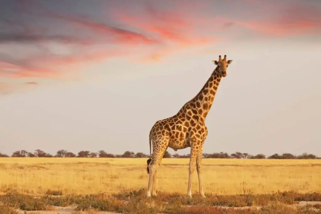 giraffe on the savannah looking directly at the camera