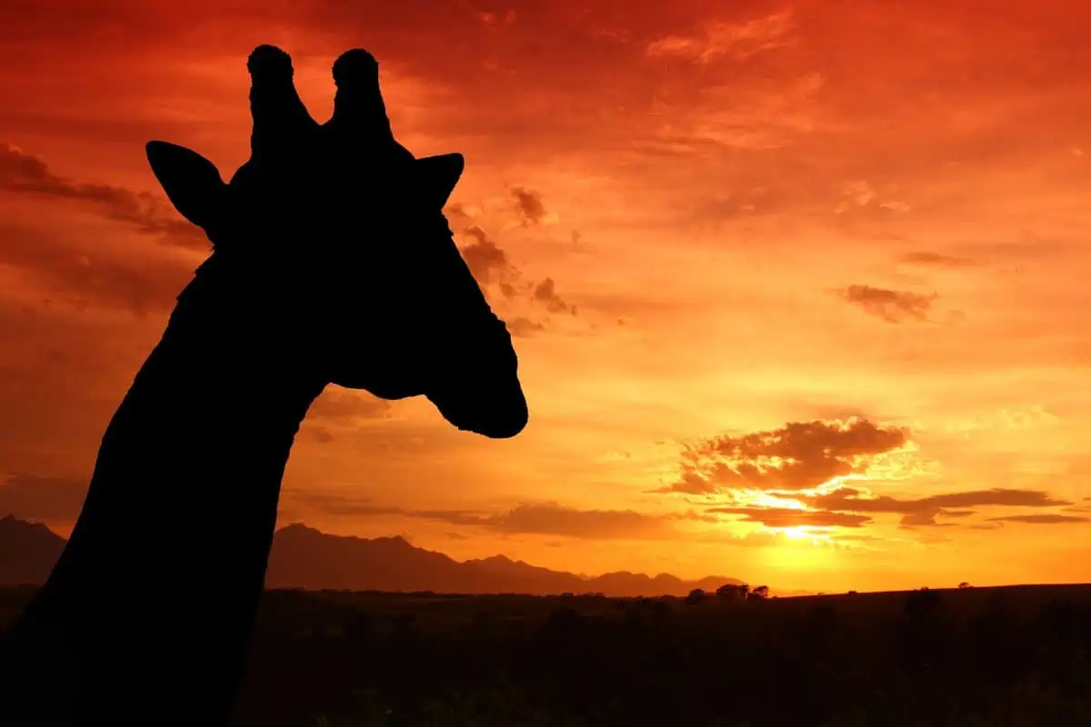 giraffe silhouette with setting sun in background
