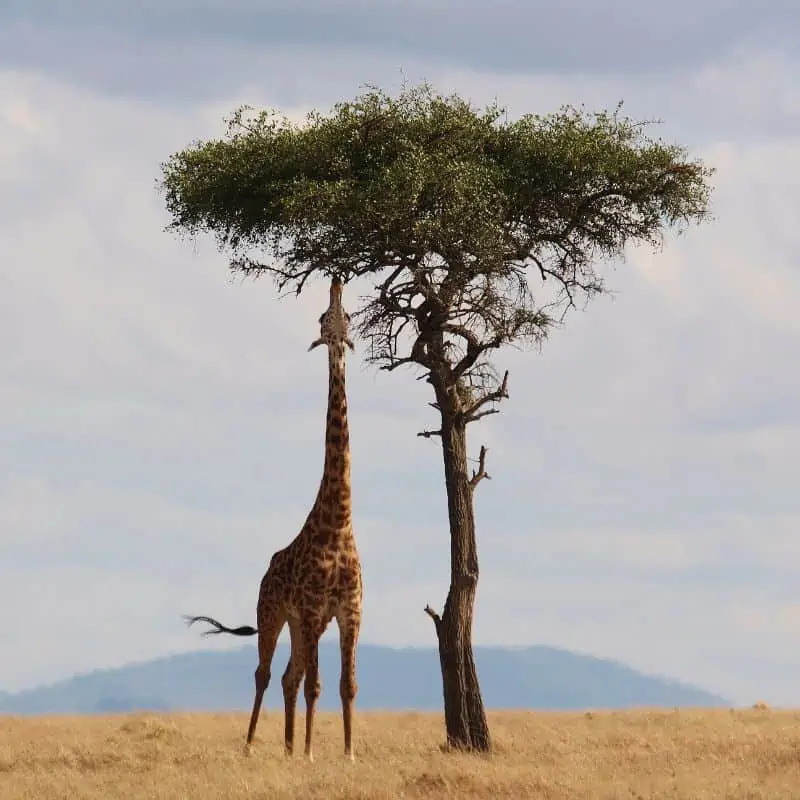 giraffe stretching to eat from a tall tree