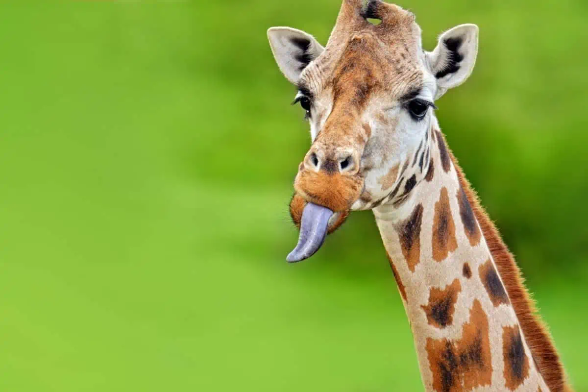 5 Surprising Giraffe Tongue Facts