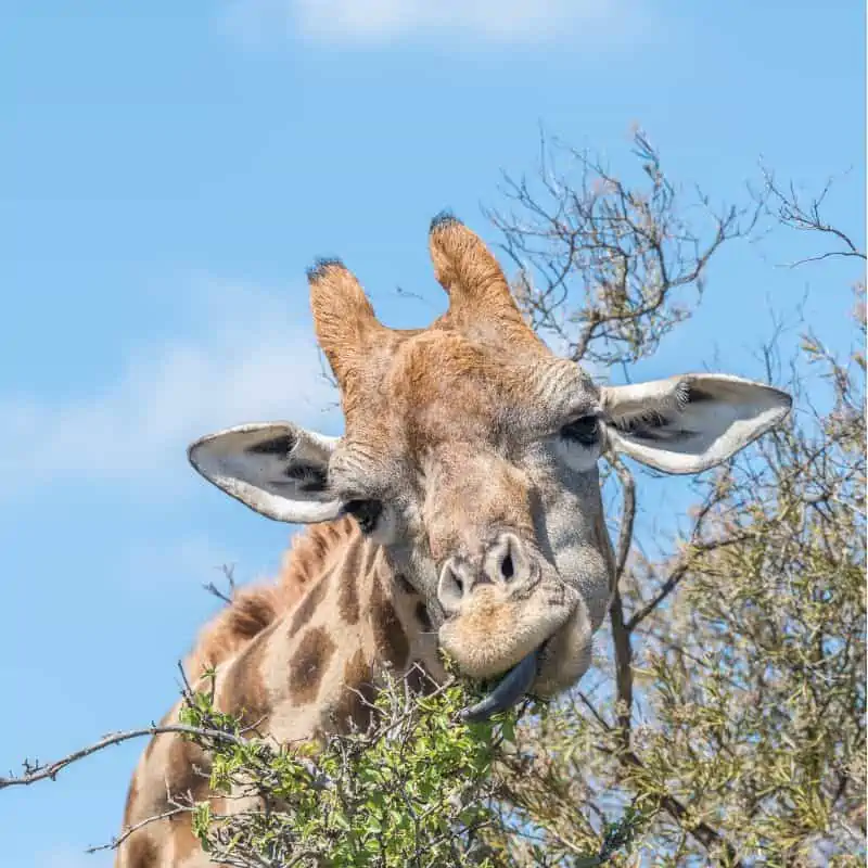 giraffe using its tongue to get leaves off a tree