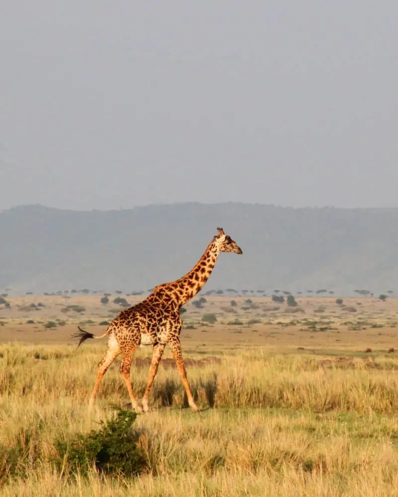 giraffe walking across the african savannah