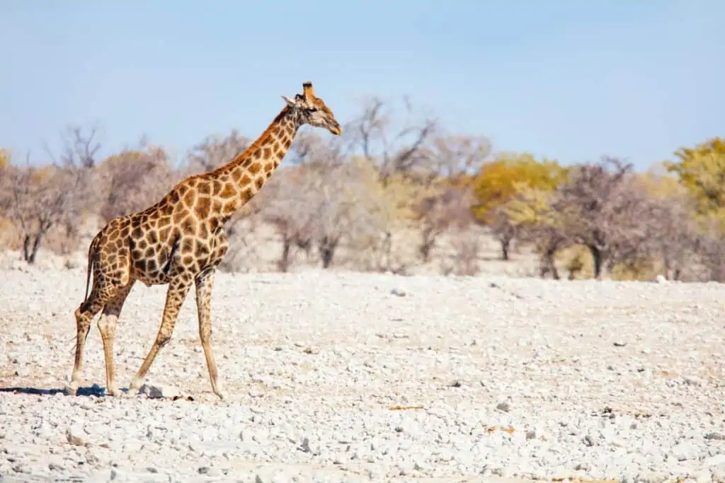 giraffe walking in salt pan in etosha national park