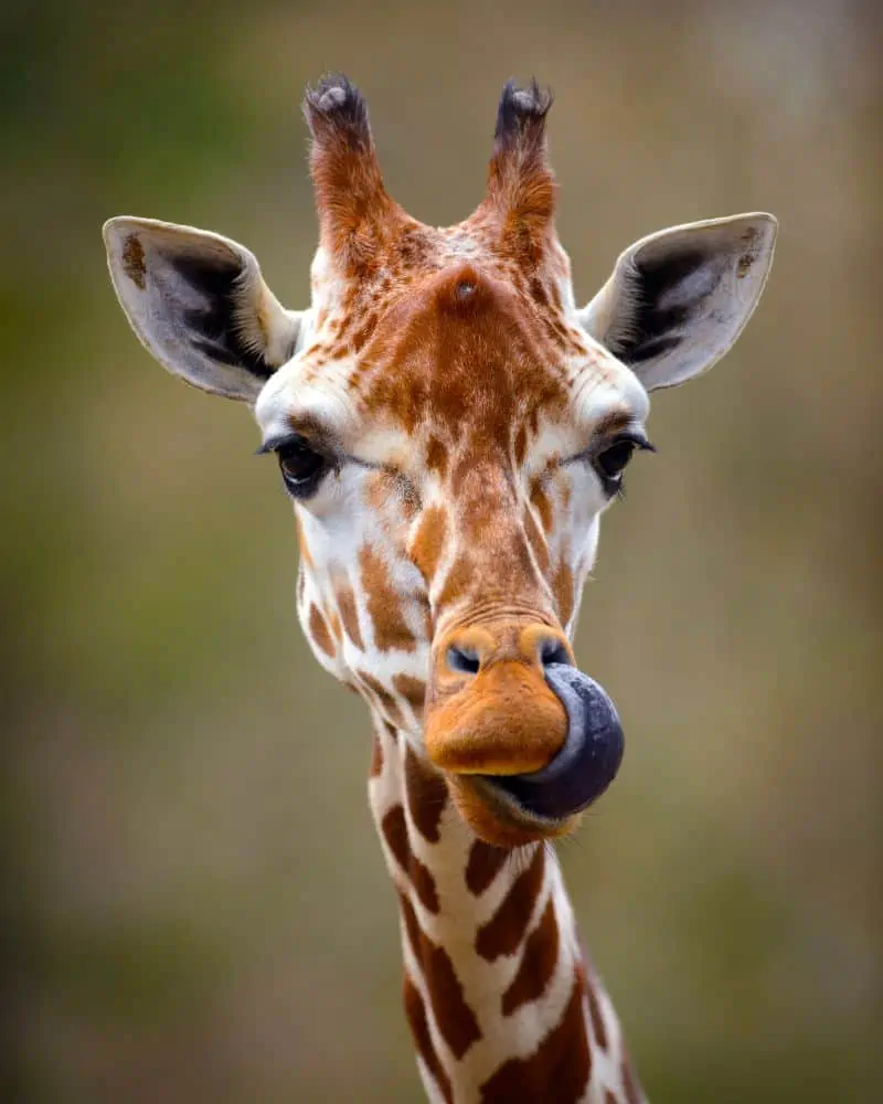 giraffe with a long tongue licking a nostril