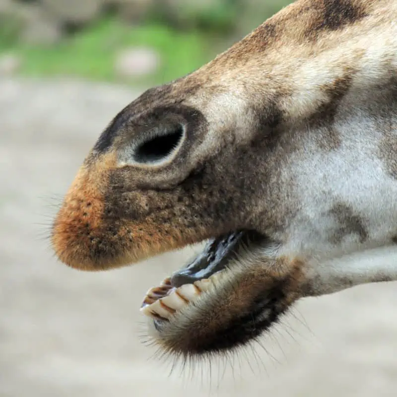 giraffe with an open mouth showing bottom incisor teeth