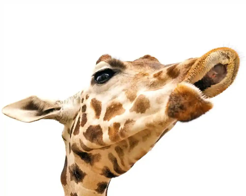 giraffe with open mouth showing upper dental pad