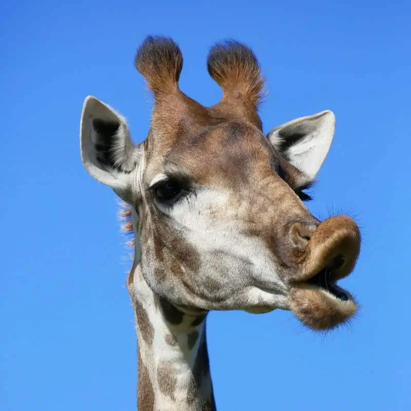 giraffe with open mouth