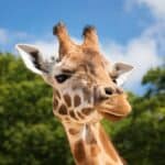 Do Giraffes Have Horns? What Are They Called?