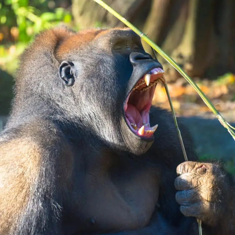 gorilla bite force