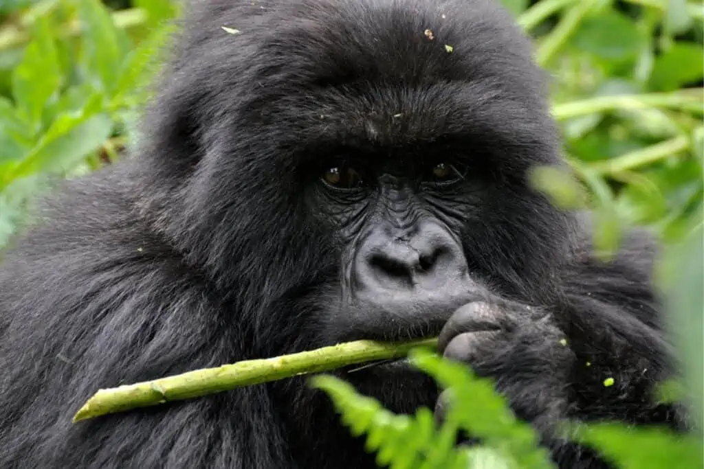 gorilla biting a stick