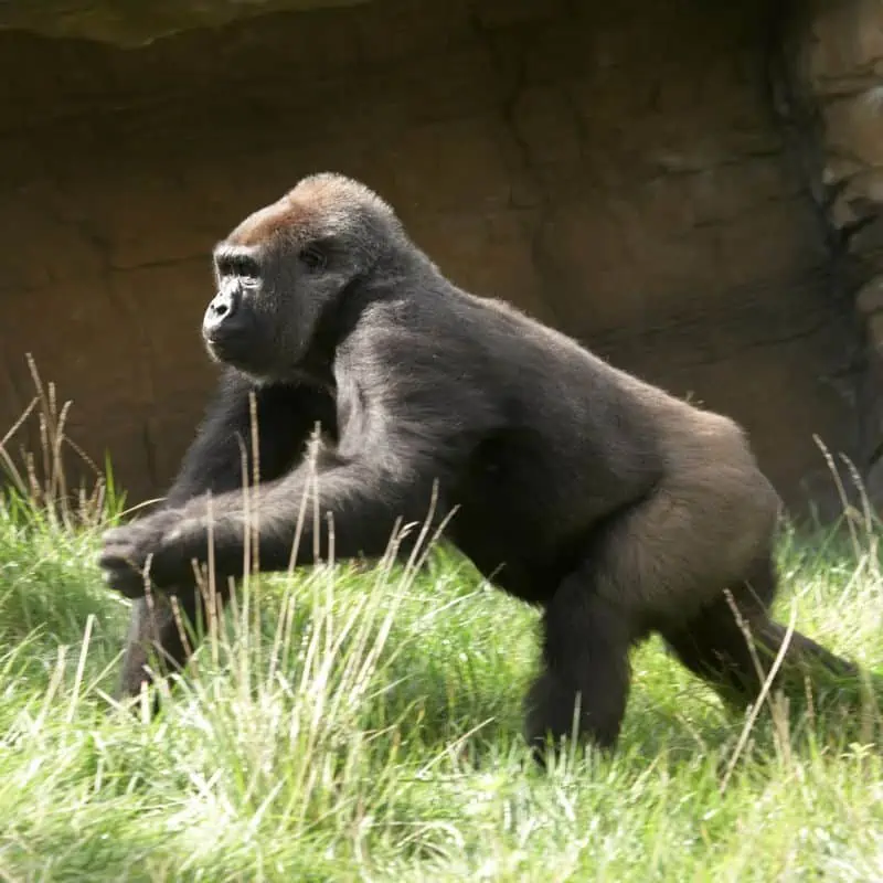 gorilla running in grass