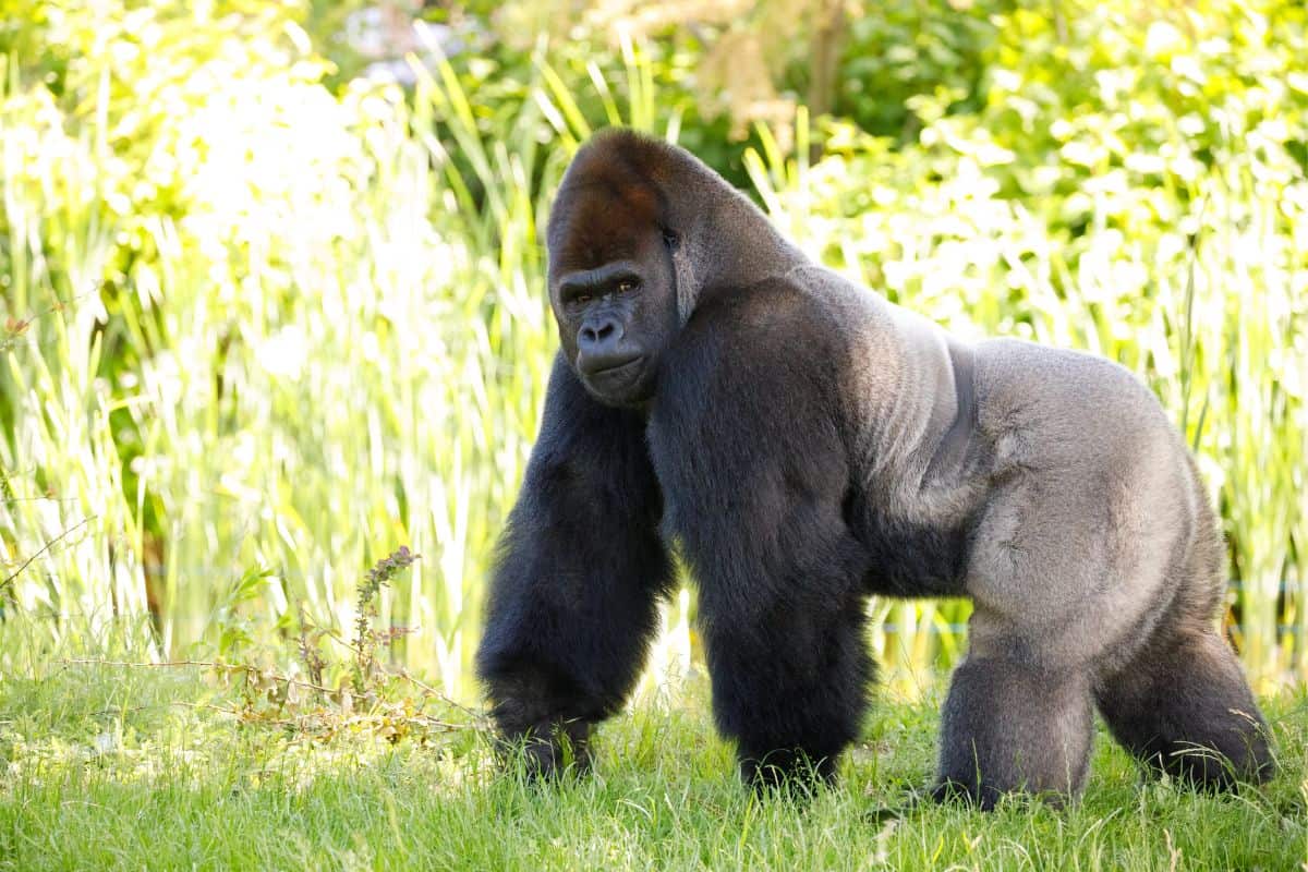 Gorilla Tag Coloring Pages Gorilla Tag Coloring Pages