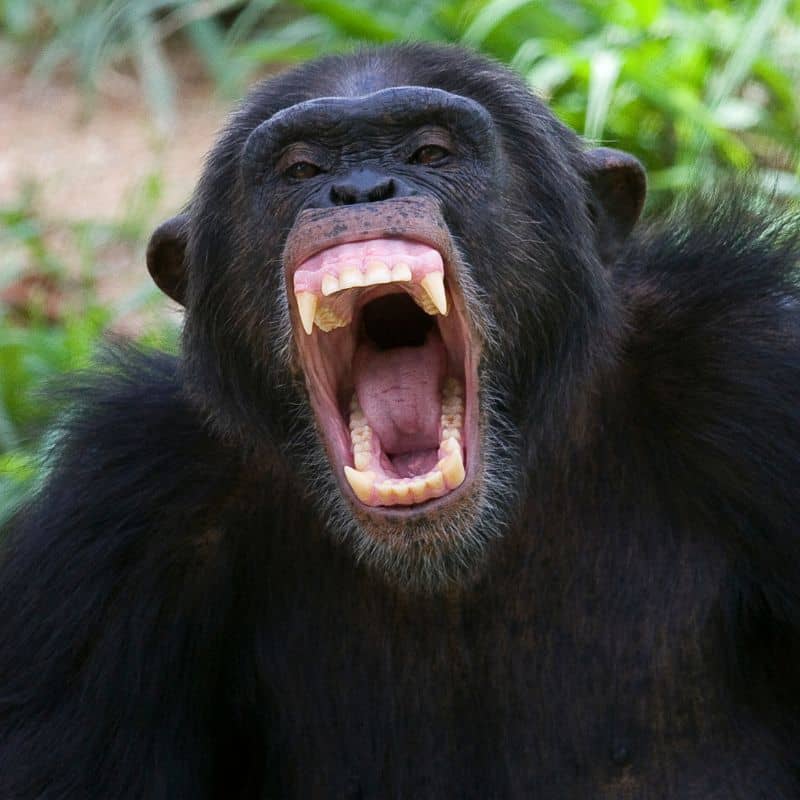 gorilla with open mouth