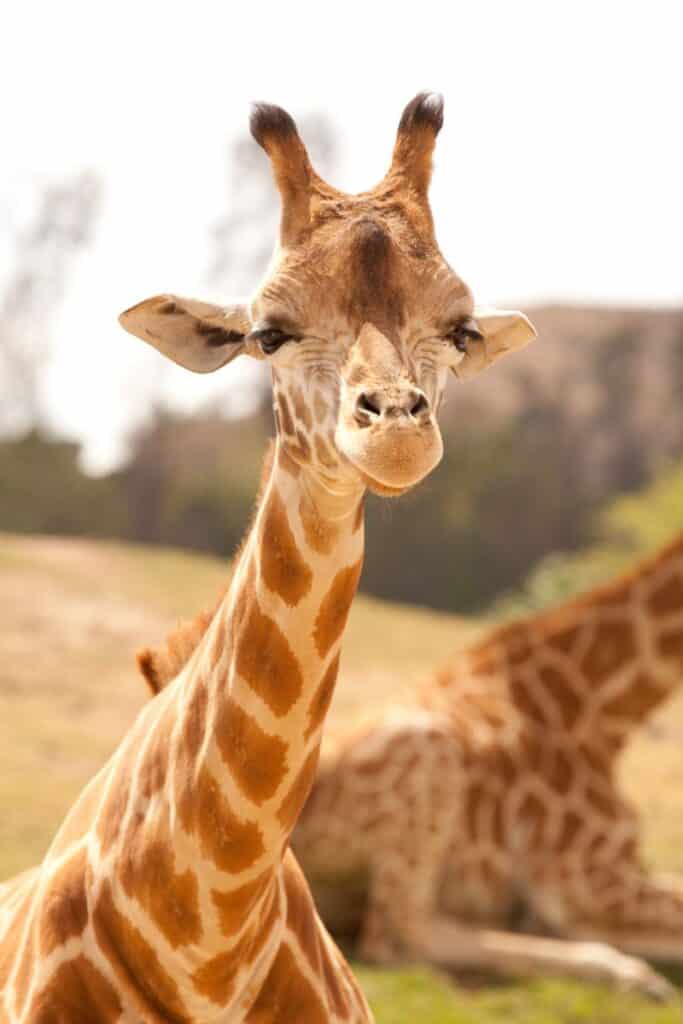 head of a young giraffe