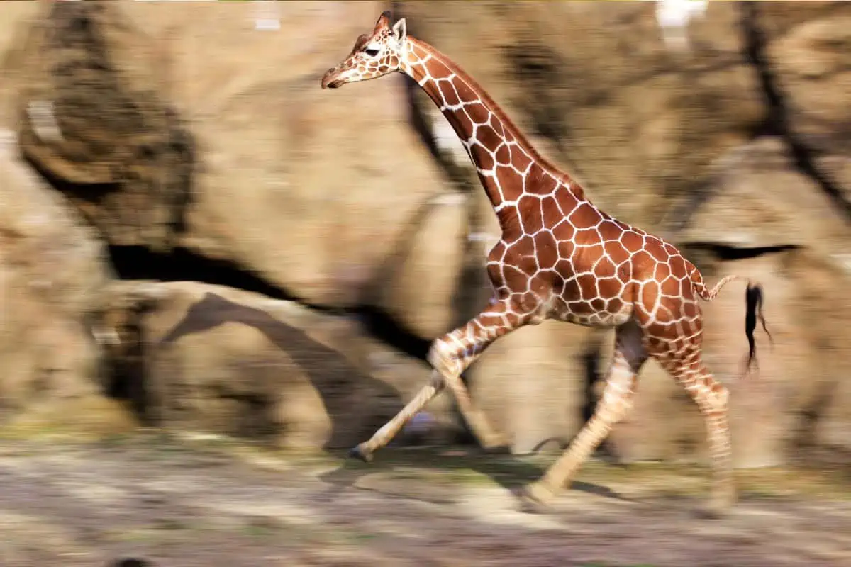 how fast can a giraffe run