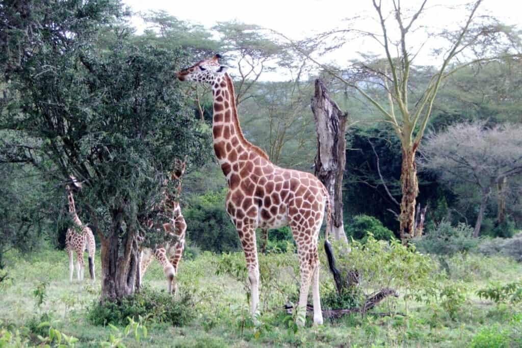 how tall is a giraffe