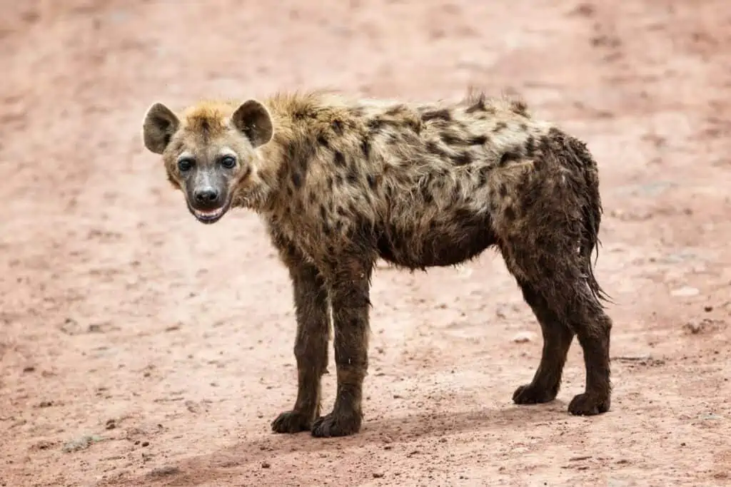 hyena on a gravel road
