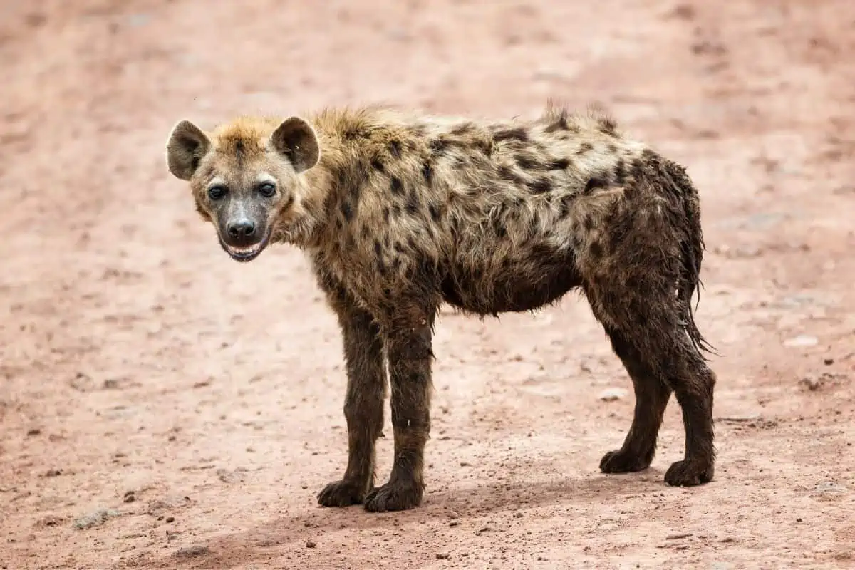 How Long Do Hyenas Live?