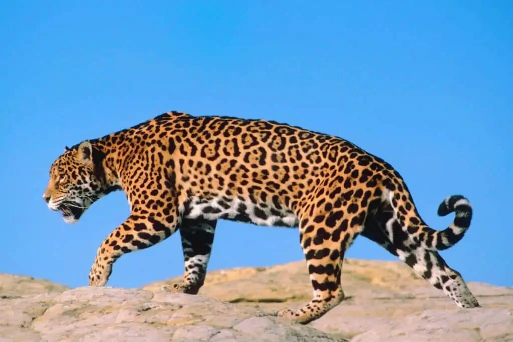 jaguar walking on rocks