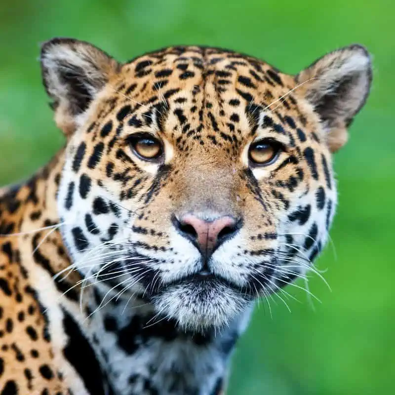 jaguars have a wide head