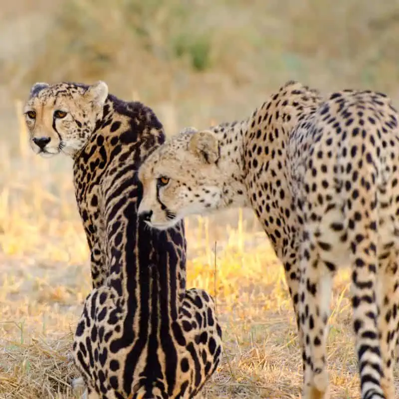 king cheetah and regular cheetah