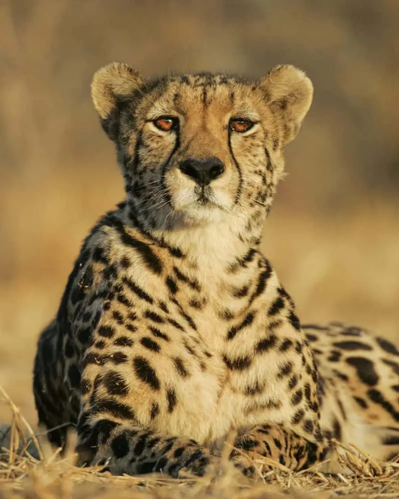 king cheetah face