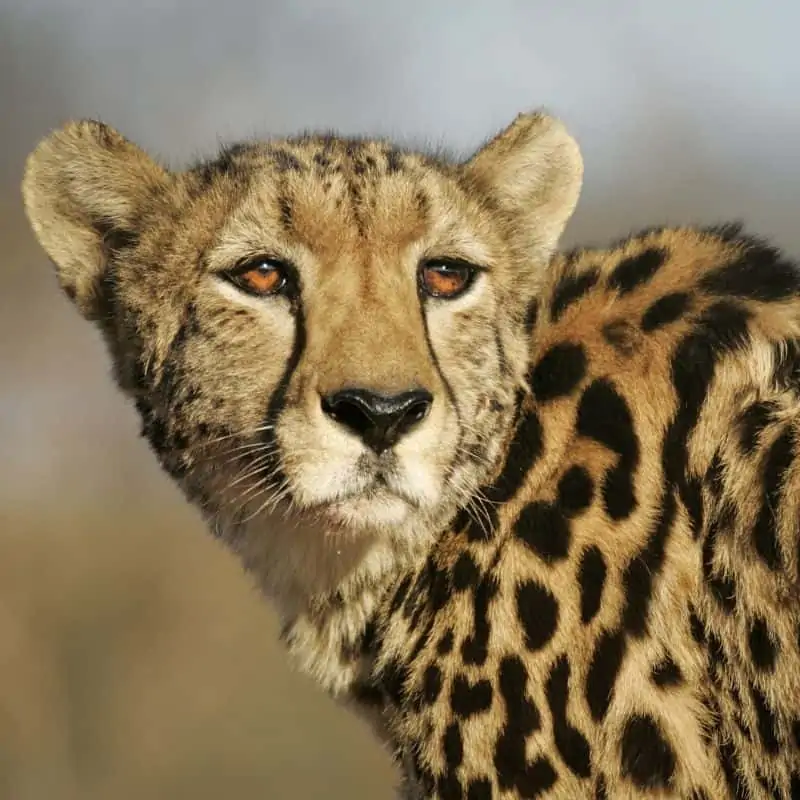 king cheetah facts