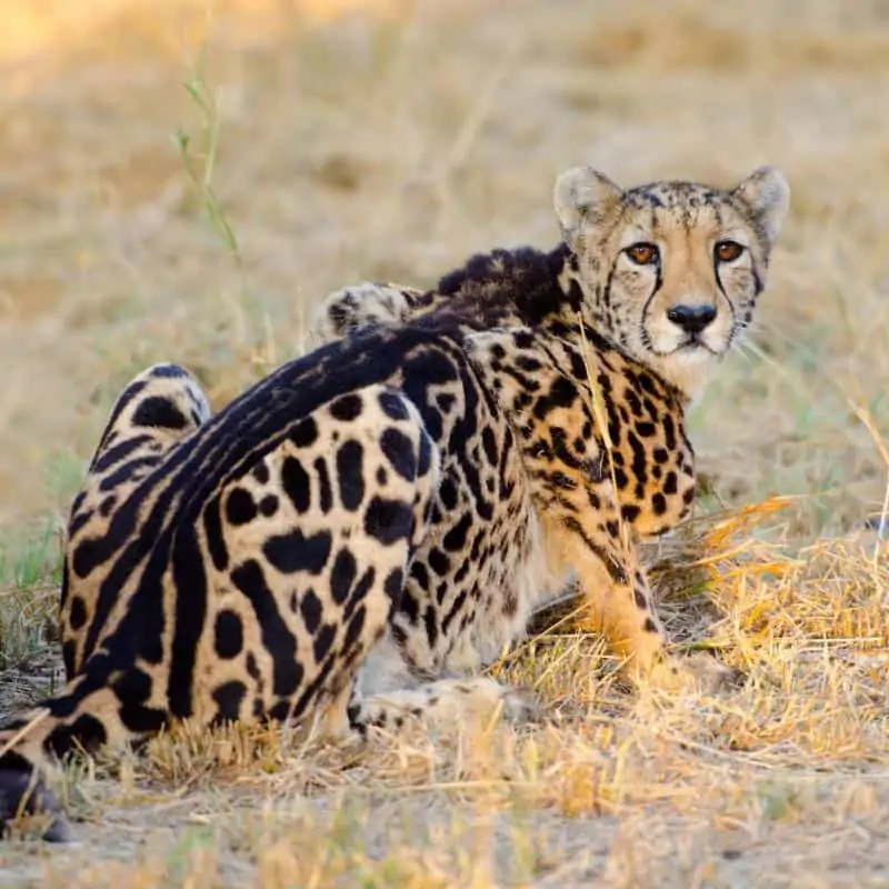 king cheetah lying on dry grass
