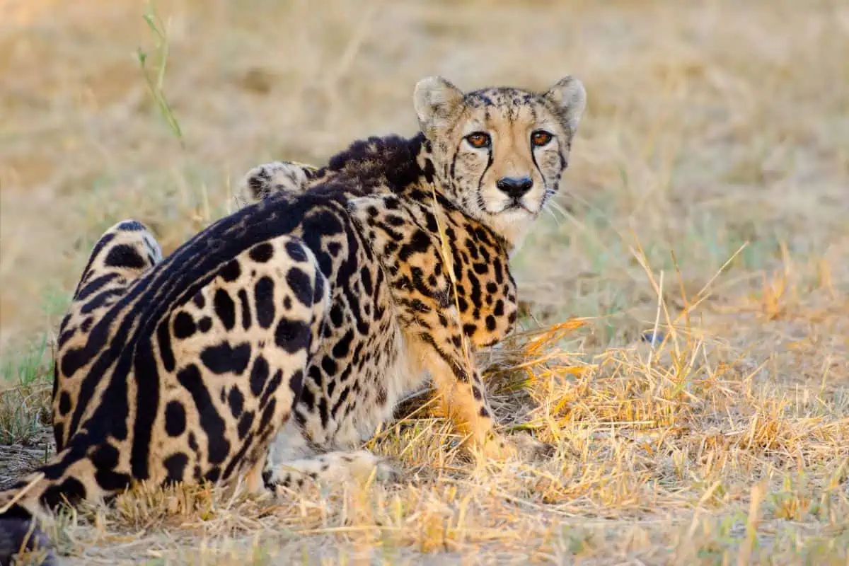 King Cheetah: 10 Facts That Set Them Apart 