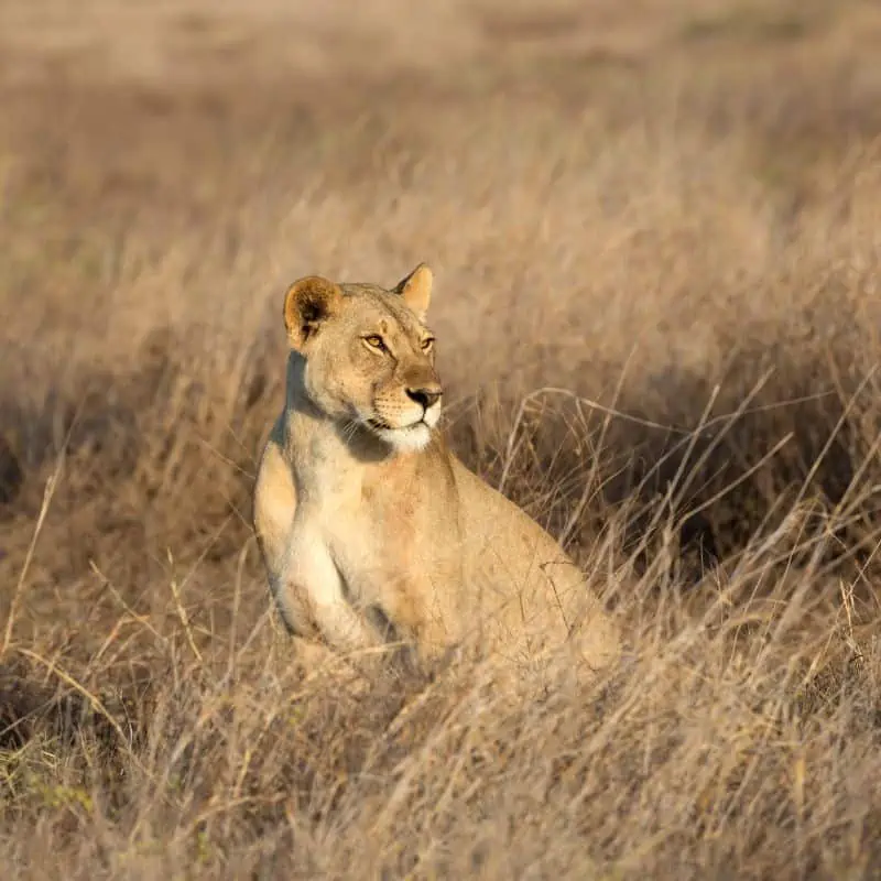lioness looking for prey