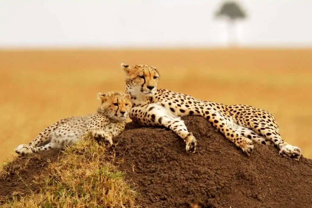 mother cheetah lying with her cheetah cub on a hill of dirt