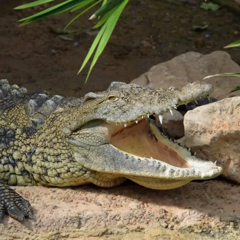 nile crocodile with open jaw