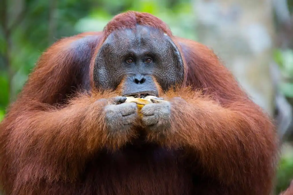 orangutan eating a banana