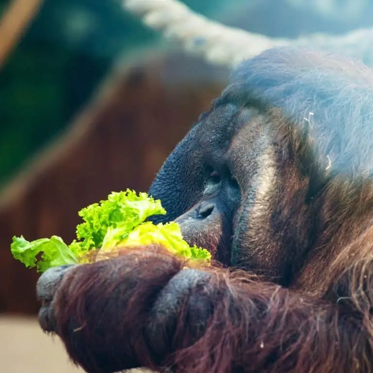 What Do Orangutans Eat? Diet & Nutrition