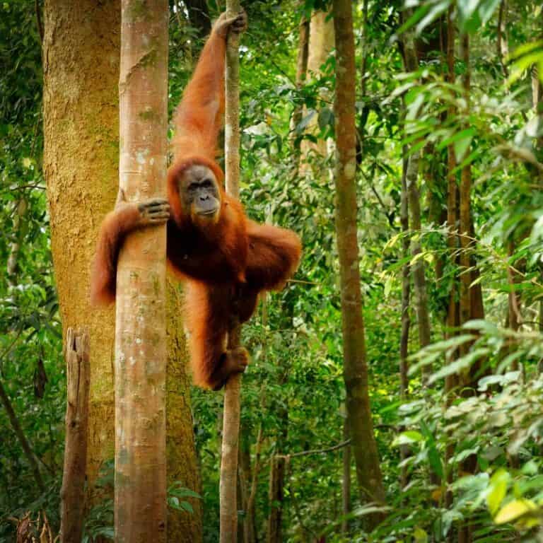 Where Do Orangutans Live? Orang Utan Habitat