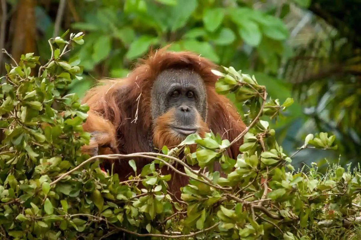 orangutan sitting in a nest in the trees