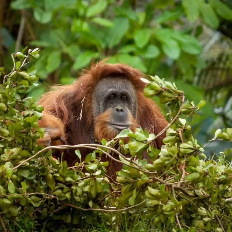 orangutan sitting in a nest