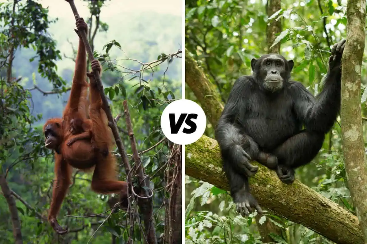 How Strong Are Orangutans? Strength Compared